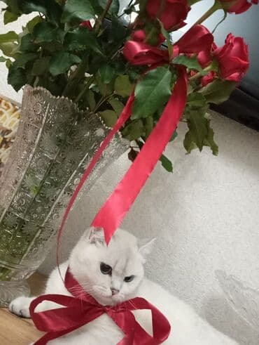 домик для кошки: Şinşilla, Dişi, Yaxşı əllərə, Pulsuz çatdırılma — 3