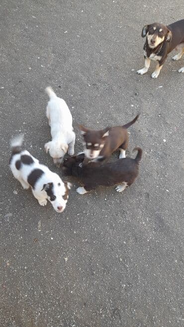 Akvariumlar: Zvanok balalari tecili satilir tam saglamdilar 3 erkey 1 diwi unvan — 8