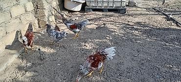 Птицы: Курица, Для разведения — 4