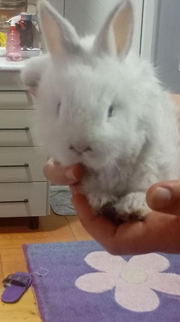 Temiz karlikdi evde saxlamaq ucundu ceki artirmir