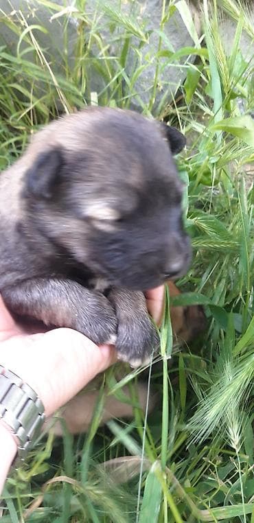 pitbul gence: Balaca zvanok (zəngoq) balaları satılır. - Yaş: 1 aylıq - Qurd — 2