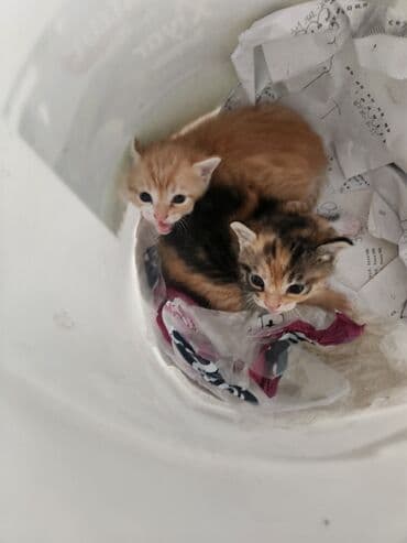 котята в хорошие руки бесплатно: Coox gozeldir pulsuz verilir oynayandir yaxwi ellere merdekan wuvelan — 4