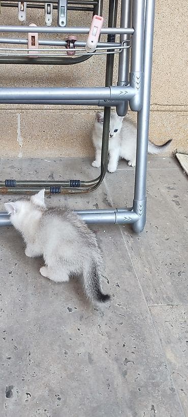 pisik adlari rusca: Qızıl şinşilla, Erkək, Yaxşı əllərə — 2