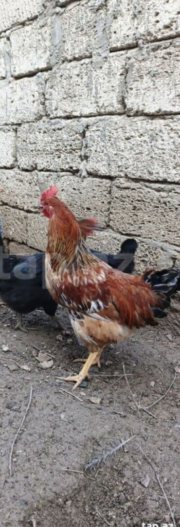 Digər heyvanlar: Toyuq, Yumurtalıq — 1