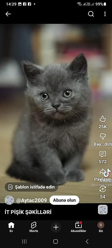 Декор и интерьер: It,Pisik ev heyvanlari.Baytar hakim xidmati.Ramiz. dok. (rəqəmsal — 2