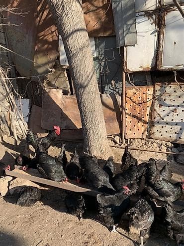 Toyuq, Australorp, Damazlıq, Ünvandan götürmə