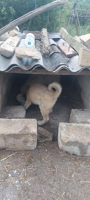 bala pitbul: Salam. 1 ayliq kucuklerdi temiz kanqal sortu 1 erkek 1dişi çutu 600 — 3