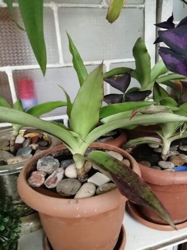 kokelmek ucun bitki caylari: Zolotoy usQızıl bığ(zolotoy us)müalicəvi bitkisi.Ölçüsündən asılı 3-5 — 1