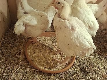 cuce satilir: Куриные цыплята, Для мяса — 3