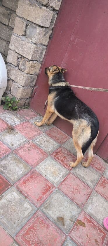 немецкая овчарка цена в баку: Немецкая овчарка, 11 месяцев, Самец, С прививками, Самовывоз — 2