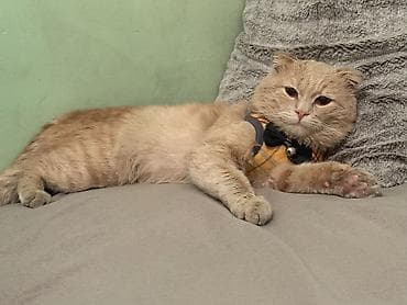 pişik şampunu: Şotland, Erkək, Yaxşı əllərə — 7