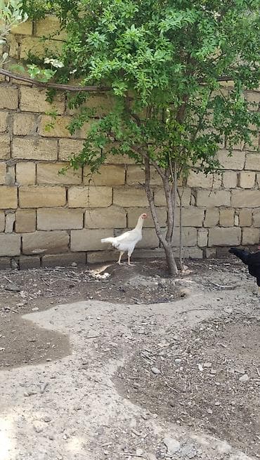 kucinka toyuqlari: Toyuq, Damazlıq — 3