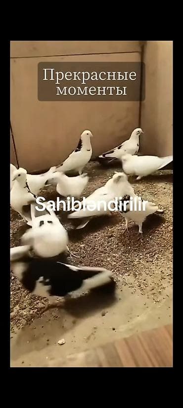 Heyvanlar üçün mallar: Sahibləndirilir: bəzəkli göyərçinlər - Rənglər: ağ, qara-ağ, ləkəli — 2
