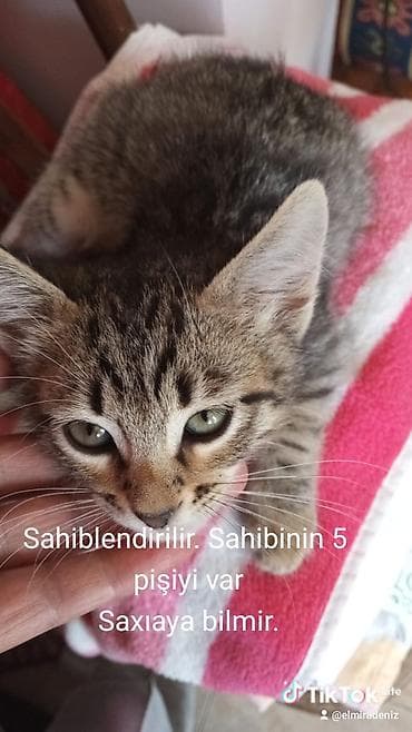 Pişiklər: Tabbi — 6