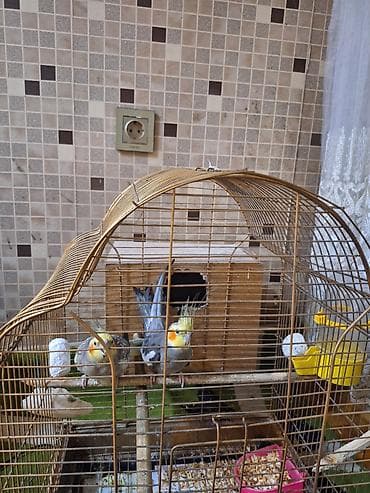 heyvalar: Nimfa (cockatiel) cütü və qəfəs dəsti - Növ: Nimfa (cockatiel) – sarı — 6