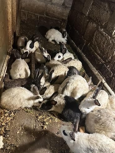 ev dovşanları: Dovşanlar – müxtəlif rənglərdə (ağ, ağ-qara, tünd ləkəli) və yaş — 1