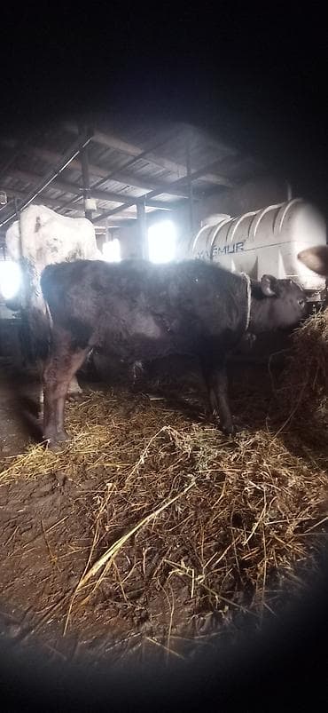 heyvalar: Süd yönümlü inək qara-ağ rəngli, buynuzlu - Sağım üçün iri və dolğun — 6