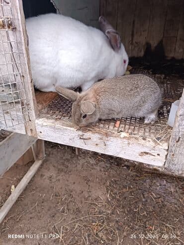 İki dənə 28 günlük dovşan balaları Saglamdilar bağ şəraitində özüm