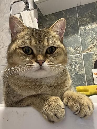 Şinşilla, Erkək, Cütləşmə üçün