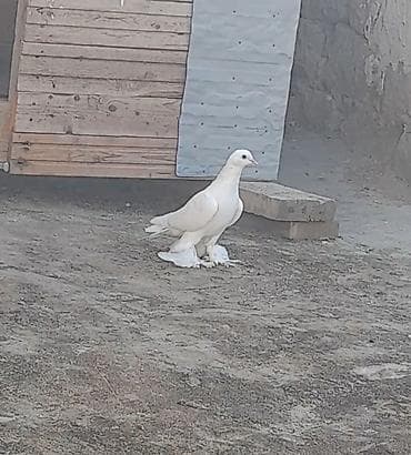 goyərcin yuvalari: Leleyli tutulmadi orta goy quyrugdu war kimidi oynagdi unvan suraxani — 4