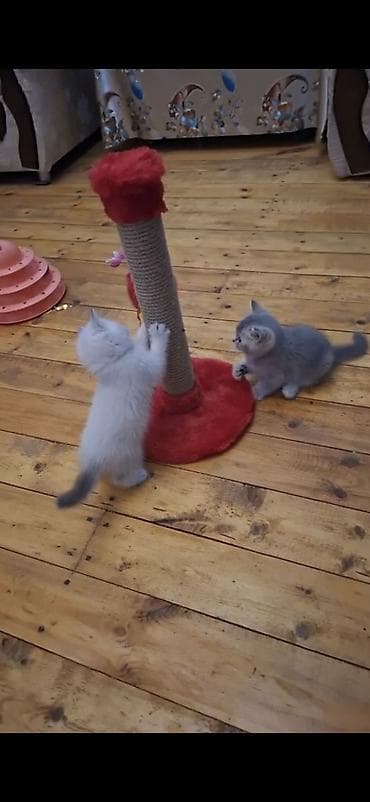 pisik aksesuar: Britan, Erkək, Dişi, Yaxşı əllərə — 8