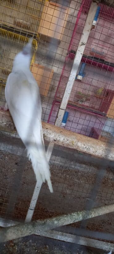 хаски щенки цена бишкек: Yeni dene dusmus ve boyuk quslar var 65 manat cox goturen olsa endirim — 5