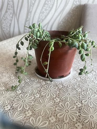 qar topu gülü: Succulent –Təsbeh gülü - String of Pearls (Senecio rowleyanus) – asma — 1
