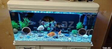 it bazari 2021: Salam gördüyünüz zavod akvarium satılır 330 litr ölçüsü 120_60_45 — 5