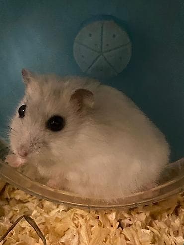 Quşlar: Cırtdan hamster və tam dəst qəfəs Məhsul təsviri: - Növ: cırtdan — 2