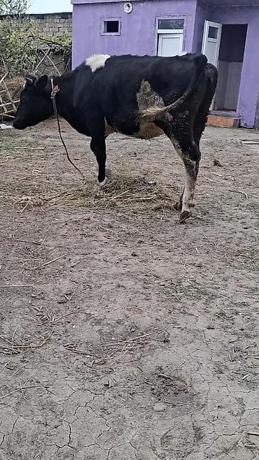 inək adı: 1 ci qarın 5 aylıq boğazdı temiz ivankdır ansı 30 litir süt veri esli — 3