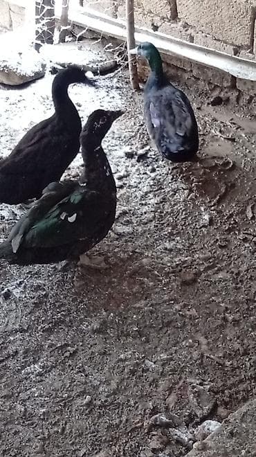 qus yuvasi: Putun növ heyvanların satışı var size ne cür heyvan lazimdasa bize — 3