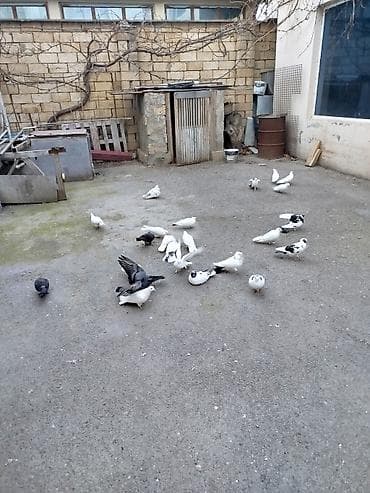 göyərcinlər: Məqsədli uçuşlu göyərçinlər dəsti - Növ: ev göyərçinləri, uçuş və — 3