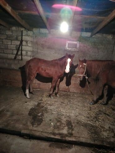 ag at sekilleri: Atlar — 2