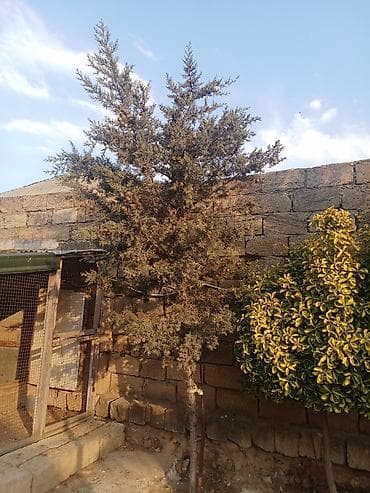 qara torpaq satılır: Ikidenesi 15 — 2