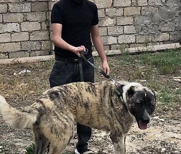 ala it: İri cüssəli, tünd-şabalıdı zolaqlı tüklü it. - Tip: böyük ölçülü — 2