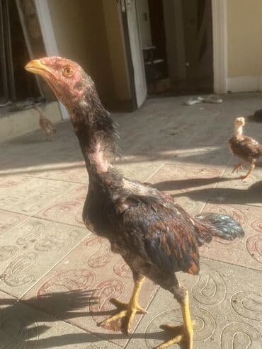 sumqayıtda cucə satışı: 5aylarına az qalb. Super cins qandılar. Kimnən gəldiyini voda ətraflı — 4