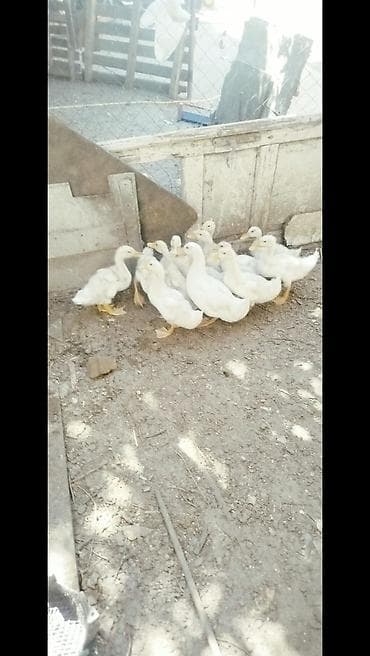otlar sekilleri: Ağ rəngli ördək balaları - Cins: ehtimalən Pekin tipli ağ ətlik ördək — 6