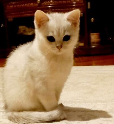 ağ pisik: Şinşilla, Dişi, Yaxşı əllərə, Ünvandan götürmə — 1