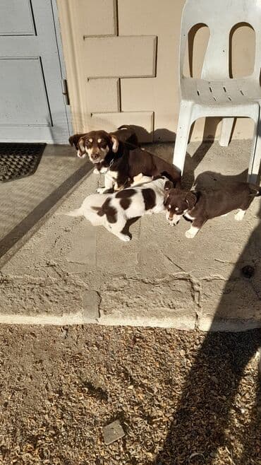 Akvariumlar: Zvanok balalari tecili satilir tam saglamdilar 3 erkey 1 diwi unvan — 6