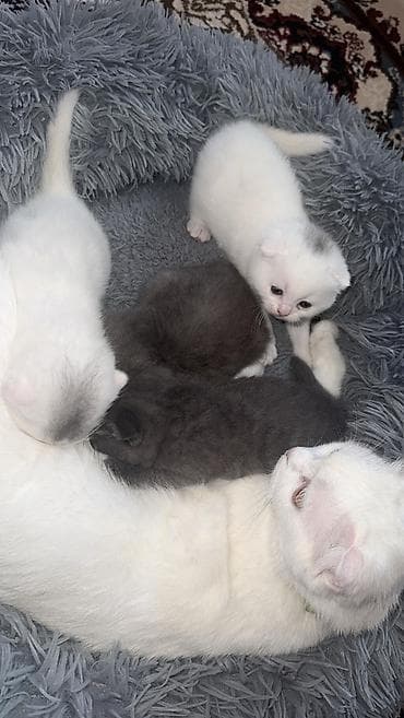 van pisik: Şotland — 3