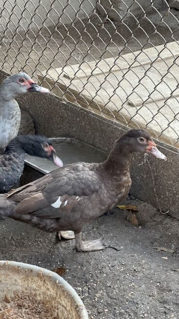 cins ineklerin qiymeti: Erkeyler 45 manat fereler 35 manata istiyen olsa vacapda elaqe — 1