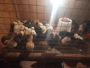 Toyuq cücələri, Damazlıq, Ünvandan götürmə