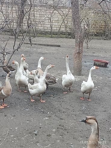 Dovşanlar: Erkək, Ətlik, Ünvandan götürmə — 1