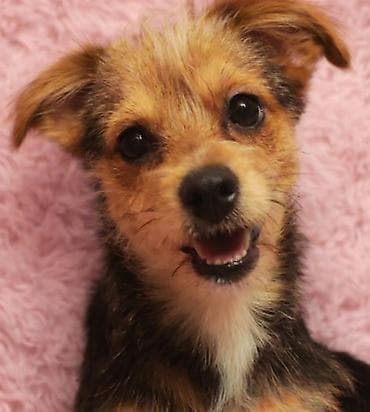 терьер: Йоркширский терьер, Самец, С прививками — 1