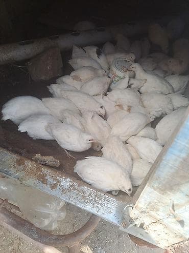 bildirçin yuvası: Məhsul: Ağ bildirçinlər (canlı quşlar) Təsvir: - Eyni yuvalamada — 2