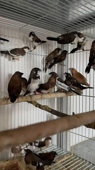 bulbul quşu: 5 ed quw-40 azn
Cavan saglam quwlardi — 1