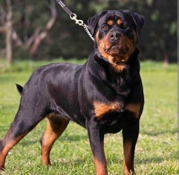 dovsan sekilleri: Rotveyler — 2