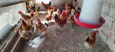 cins ineklerin qiymeti: Toyuq, Broyler, Yumurtalıq, Ünvandan götürmə — 2