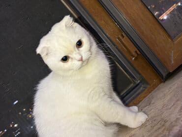 pişim: Şotland, Dişi, Yaxşı əllərə, Ünvandan götürmə, Rayonlara çatdırılma, Pulsuz çatdırılma — 8