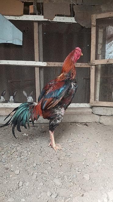 pisik ucuz: Xoruz, il: <1, Pulsuz çatdırılma — 8